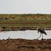 marabou stork at hippo pool in lake manyara
