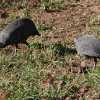 guinea fowls in tarangire