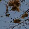 weaver bird and old nests in serengeti