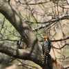 red-and-yellow barbet in serengeti