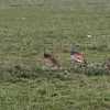birds in ngorongoro