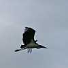 marabou stork taking off
