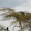 lapped-faced vulture and tawny eagle in serengeti