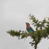 lilac-breasted roller in ngorongoro