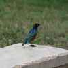suberb starling in serengeti stop-over