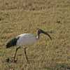 sacred ibis in ngorongoro