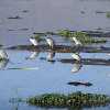 small storks in a hippo pool in ngororongoro