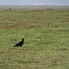 tawny eagle in serengeti