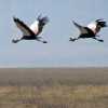 crowned cranes flying in ngorongoro