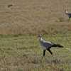 secretary birds in ngorongoro