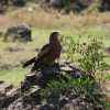 black kite in ngorongoro