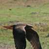 black kite flying