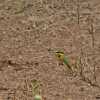 little bee-eater in ngorongoro