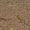 little bee-eater in ngorongoro