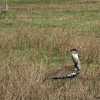 kori bustards walking in ngorongoro