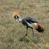 crowned crane in ngorongoro