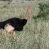 ostriches grooming in tarangire