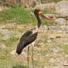 saddle-billed stork in tarangire