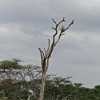 vulture in serengeti