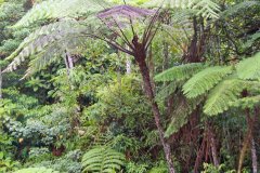 Cameron Highlands Malesia
