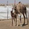 kamelimarkkinoita
