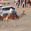 turistit-kameliratsastuksessa