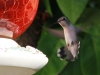 hummingbird-and-our-feeder