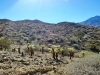 A field of teddy-bear cactii along Fern Canyon Trail