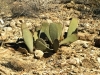 Beaver-tail cactus is typical to lower elevation of San Jacinto mountains trails