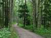 central park forest