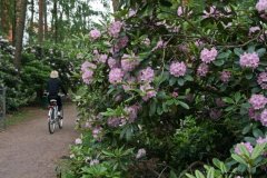 University of Helsinki rhododendron garden at Midsummer 2009