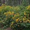 yellow rhododendrons inside forest in helsinki