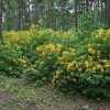 just planted yellow rhododendrons