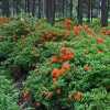 orange rhododendrons in helsinki