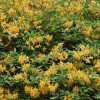 yellow rhododendrons blooming
