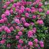 rhododendron for your garden