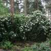 five metre tall rhododendrons in helsinki