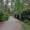 in the rhododendron garden at midsummers day