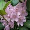 rhododendron flowers