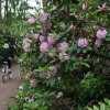 biking in helsinki rhododendron garden