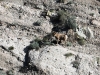 Bighorn sheep alfa male