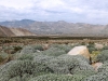 Brittlebush jungle and further creosotes in San Gorgonio Pass PCT