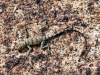 PCT around Palm Springs and lizards all time