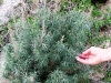 Rubbing some sage in your palms gives energy