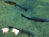 Trouts in Whitewater ponds