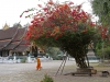 munkit-ja-bougainvillea-luang-prapangissa-laosissa.jpg