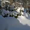 our 1.5 metre high fence has about disappeared