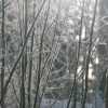 Sun filters through the frosted bushes