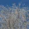 Birch trees in the winter