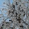 alders are showing some signs of coming Spring